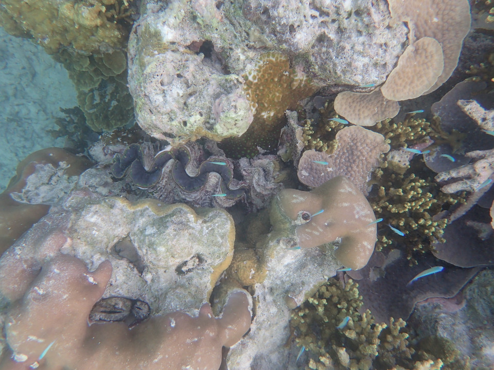 (Ảnh: CTV/Vietnam+)