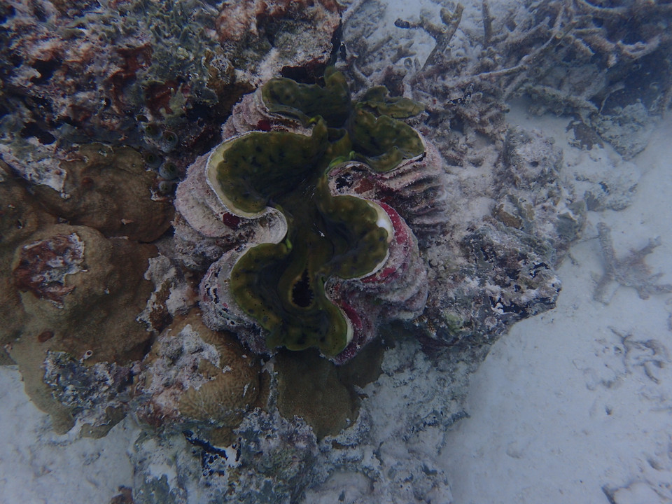 (Ảnh: CTV/Vietnam+)