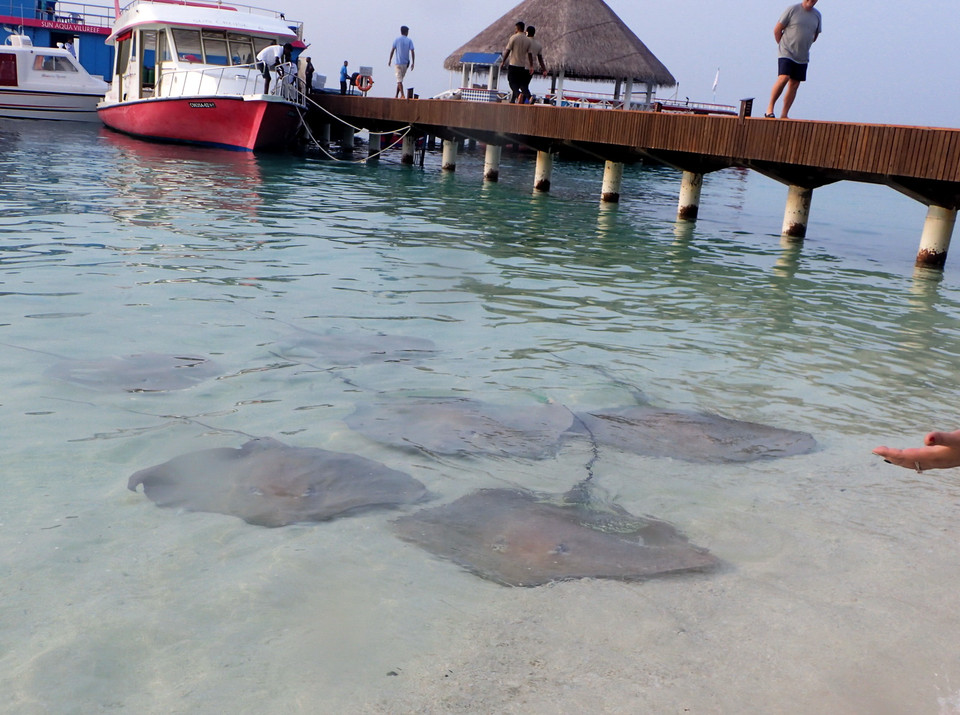 Cá đuối là loại cá có nhiều nhất ở Maldive và chúng thường vào sâu tận bãi cát để vui đùa cùng du khách(Ảnh: CTV)