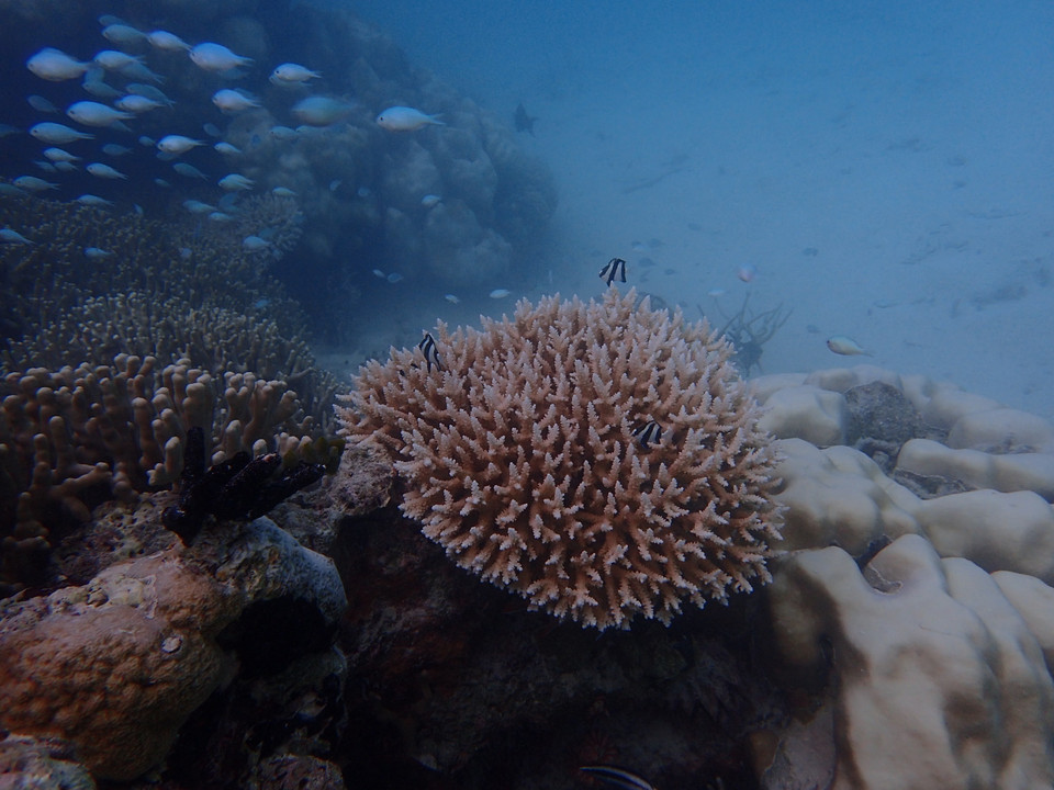 (Ảnh: CTV/Vietnam+)