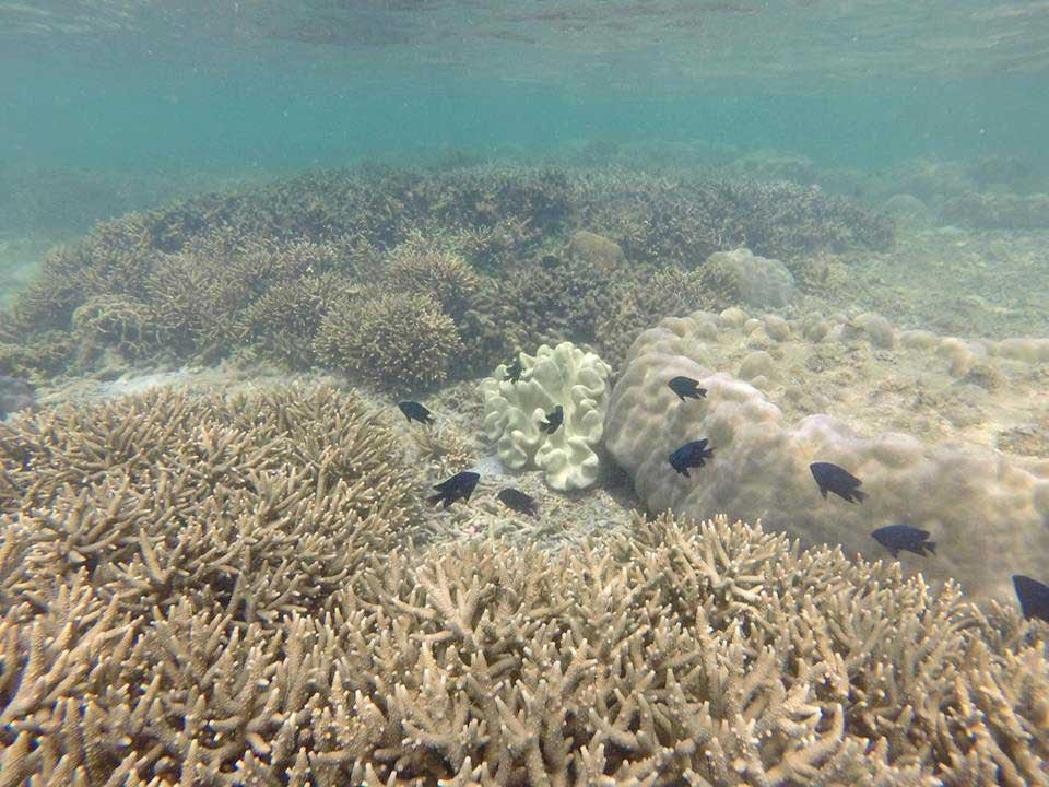 Những rạn san hô tuyệt đẹp dưới biển Hòn Cau. (Ảnh: Nguyễn Thanh​/Vietnam+)