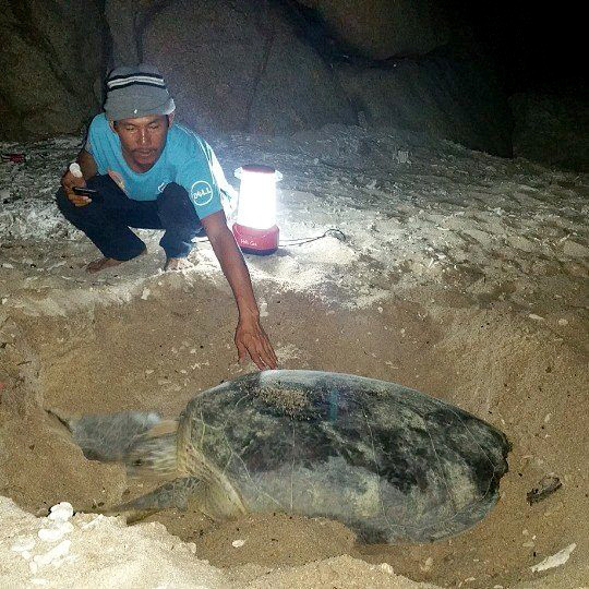 Nhiều loài rùa quý hiếm sinh sống tại bãi biển Hòn Cau. (Ảnh: Nguyễn Thanh/Vietnam+)