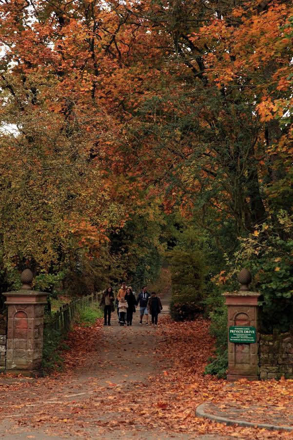 Con đường dẫn ra hồ Ullwaters phủ đầy lá vàng. (Ảnh: Như Mai/Vietnam+)