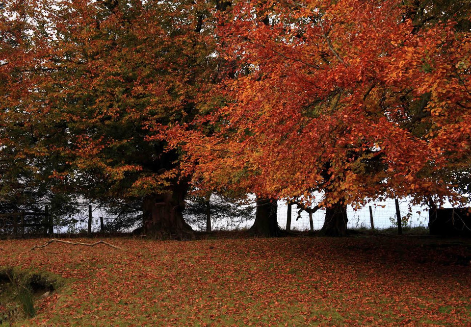 Theo các nhà thực vật học, mưa Xuân và nắng Hè quyết định lượng đường tích trong lá cây, còn đường là yếu tố chính giúp cây cối có được những sắc màu rực rỡ trong mùa Thu. (Ảnh: Như Mai/Vietnam+)