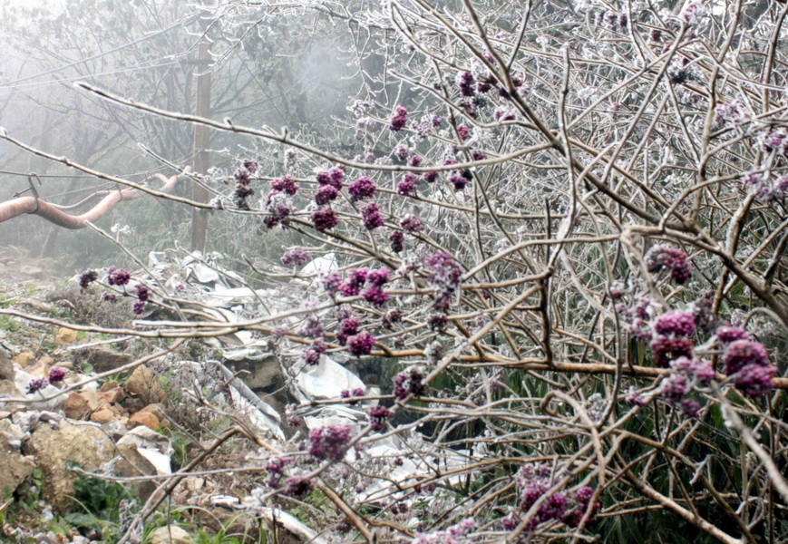 Những bông hoa rừng chìm trong băng giá, tạo nên vẻ đẹp kỳ lạ cho đỉnh Phja Oắc. (Ảnh: Quốc Đạt/TTXVN)