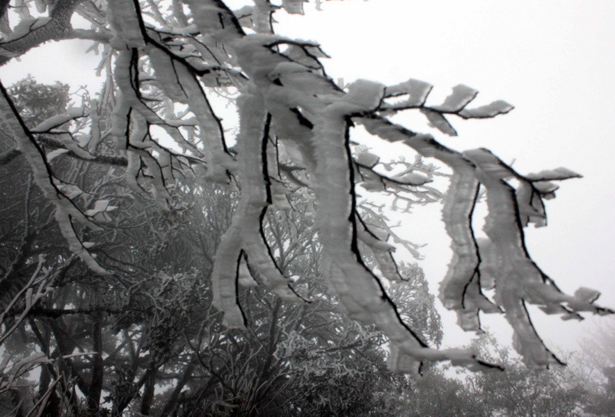 Những cành cây trên đỉnh Phja Oắc bị băng tuyết bám đầy. (Ảnh: Quốc Đạt/TTXVN)