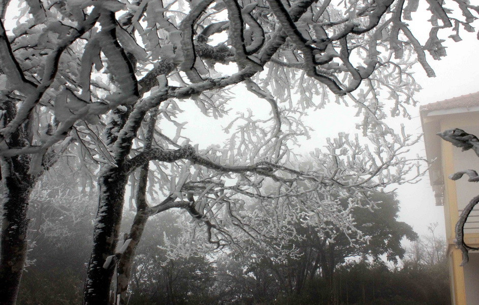 Những cành cây trên đỉnh Phja Oắc bị băng tuyết bám đầy. (Ảnh: Quốc Đạt - TTXVN