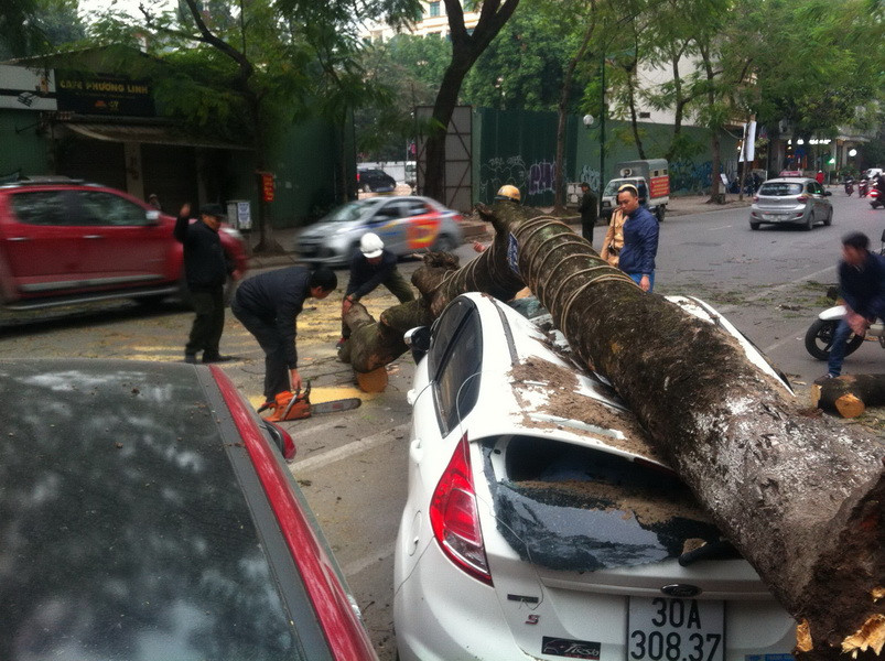 Sáng 21/1, một cây Phượng cổ thụ bất ngờ gãy đổ gần số nhà 16 đường Lý Thường Kiệt (Hà Nội) đè lên chiếc xe ôtô biển kiểm soát 30A-30837 đang đỗ dưới lòng đường. (Ảnh: TTXVN)