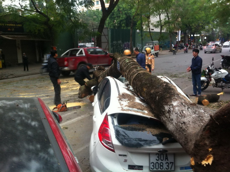 Cây đổ không gây thiệt hại về người nhưng khiến xe ôtô bẹp rúm hư hại năng. (Ảnh: TTXVN)