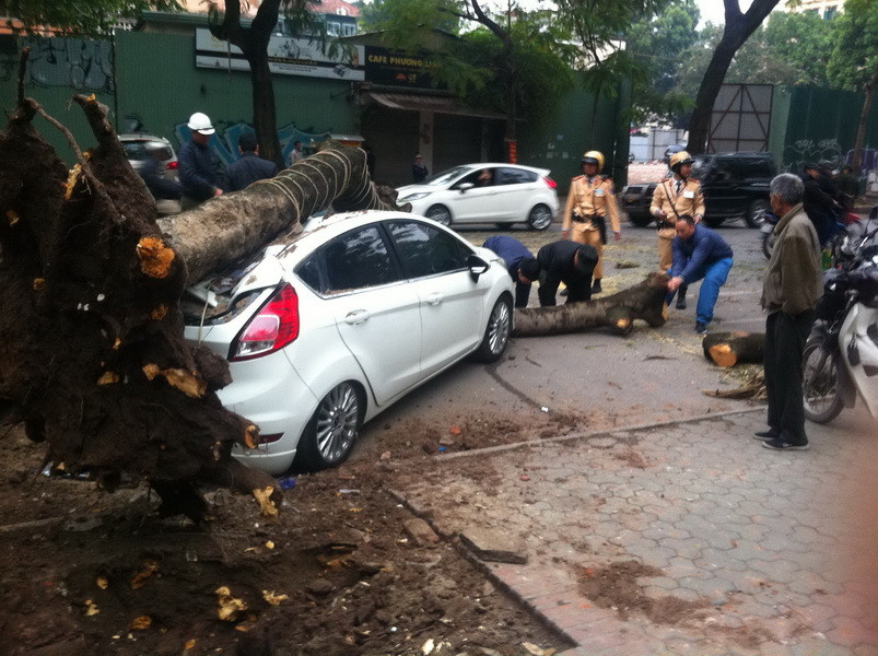  Nhận đươc tin báo, lực lượng chức năng nhanhh chóng có mặt tại hiện trường để điều tiết giao thông, cưa cắt cây đổ đưa vào lề đường. (Ảnh: TTXVN)