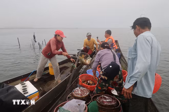 ttxvn-dam-pha-tam-giang-5.jpg