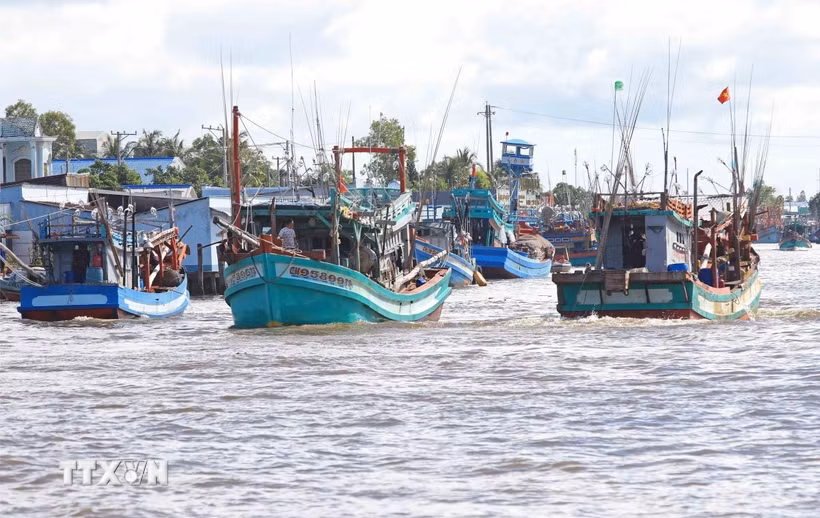 Tỉnh Cà Mau đã triển khai sử dụng phần mềm quản lý liên thông kiểm soát tàu cá ra, vào cửa biển phải có sự kiểm soát của Cảng cá, Văn phòng IUU, Trạm kiểm soát Biên phòng. (Ảnh: Huỳnh Anh/TTXVN)