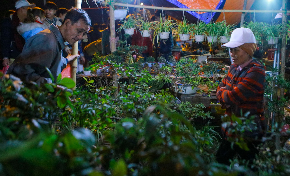 Cây cảnh được bày bán tại chợ Viềng có nhiều mức giá khác nhau, dao động từ 30.000 đến 100.000 đồng/cây. (Ảnh: TTXVN)