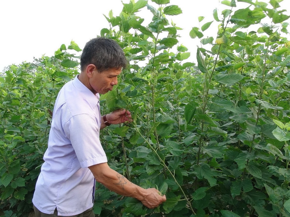  Người dân đi hái dâu chăn tằm. (Ảnh: Thanh Thương/TTXVN)