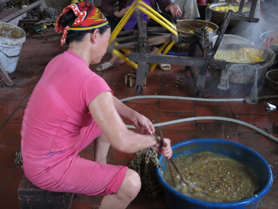 Sau khi kéo hết tơ từ kén, người dân lọc những con nhộng tằm đem bán ra thị trường. (Ảnh: Thanh Thương/TTXVN)