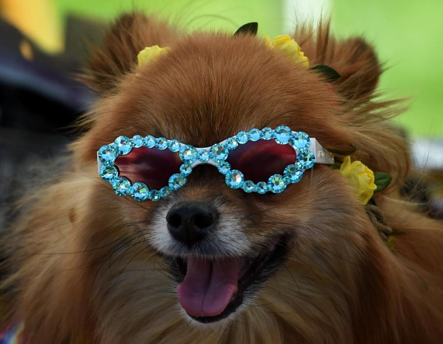 9. Một chú chó mang kính râm ở ngày hội chó Woofstock 90210 ở Beverly Hills, Mỹ. (Ảnh: AFP)