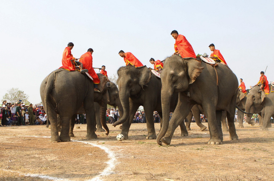 Hội thi voi đá bóng và voi thi chạy. (Ảnh: Dương Giang/TTXVN)