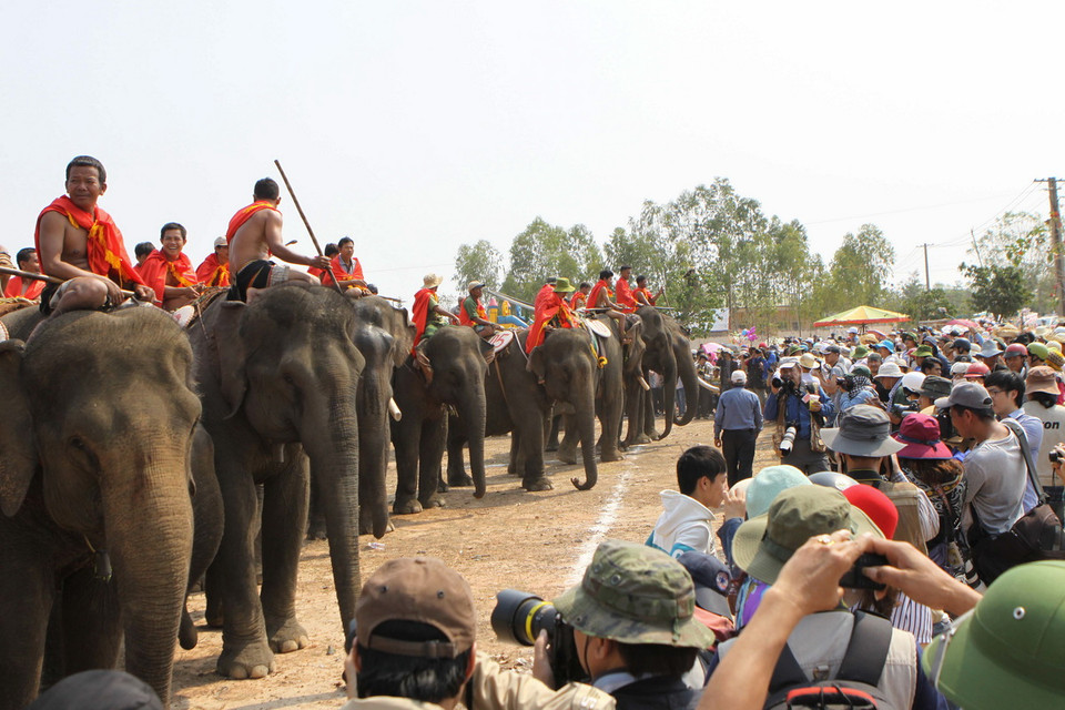 Hội thi voi đá bóng và voi thi chạy. (Ảnh: Dương Giang/TTXVN)