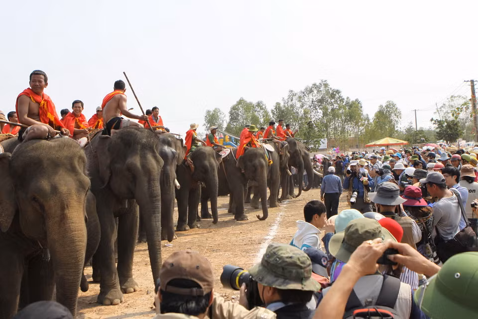 Hội thi voi đá bóng và voi thi chạy. (Ảnh: Dương Giang/TTXVN)