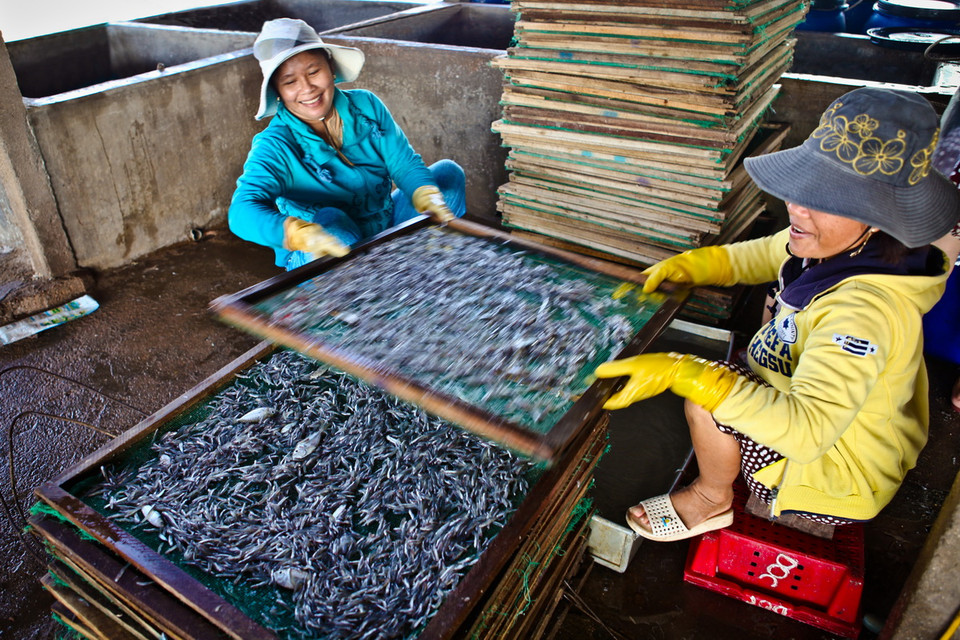 Cá cơm đánh bắt về được ngâm nước muối cho hết nhớt, sau đó được rửa sạch và cho vào lò hấp chừng 5-10 phút trước khi đem phơi. (Ảnh: Trọng Đạt/TTXVN)