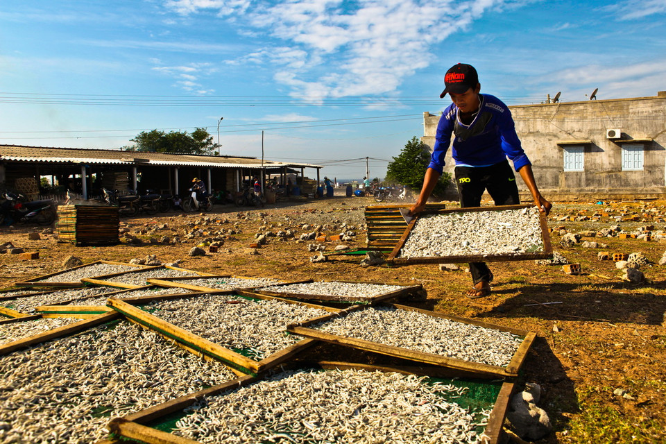  Hiện nay, làng Mỹ Tân có khoảng 26 lò cá hấp, mỗi lò chế biến khoảng 4 tấn cá cơm mỗi ngày, tạo việc làm tại chỗ theo mùa vụ cho hơn 50 lao động. (Ảnh: Trọng Đạt/TTXVN)