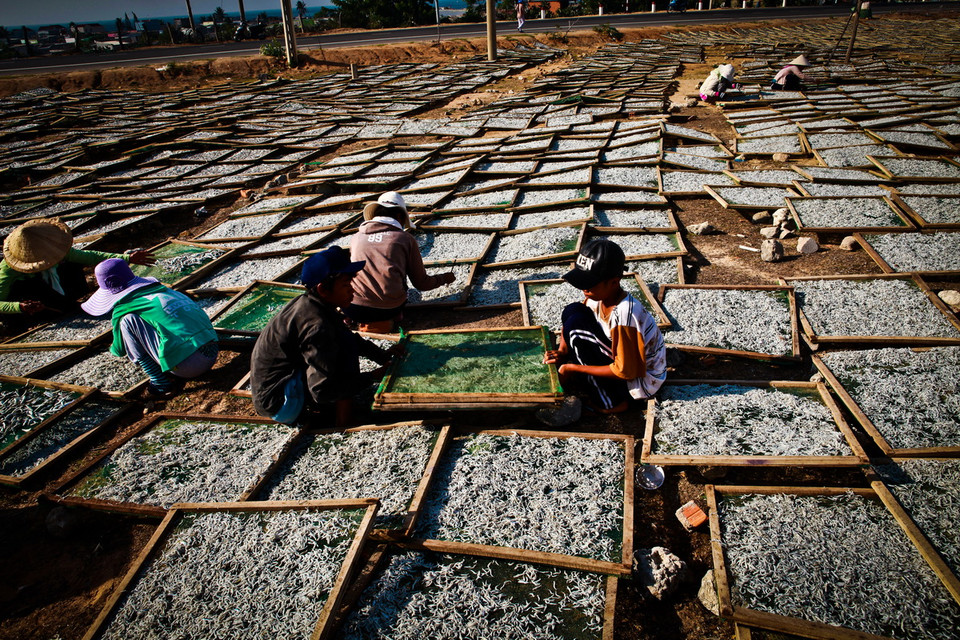  Cá cơm được đem phơi nắng 4-5 tiếng, sau đó được nhặt, loại bỏ cá tạp trước khi cân và đóng thùng. (Ảnh: Trọng Đạt/TTXVN)