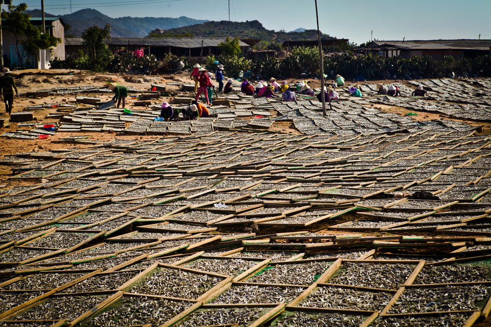  Cá cơm được đem phơi nắng 4-5 tiếng, sau đó được nhặt, loại bỏ cá tạp trước khi cân và đóng thùng. (Ảnh: Trọng Đạt/TTXVN)