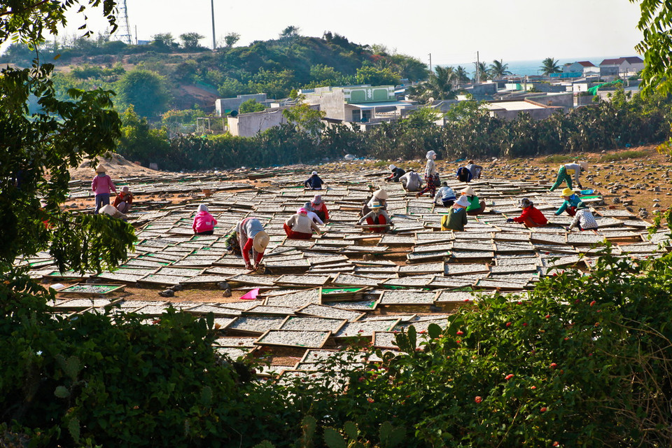  Từ tháng 3 đến tháng 8 hàng năm, làng biển Mỹ Tân, xã Thanh Hải, huyện Ninh Hải, tỉnh Ninh Thuận lại vào mùa thu hoạch và chế biến cá cơm. (Ảnh: Trọng Đạt/TTXVN)