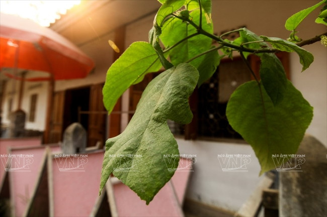 Cây dâu tằm, nguyên liệu dùng để sản xuất giấy saa truyền thống.