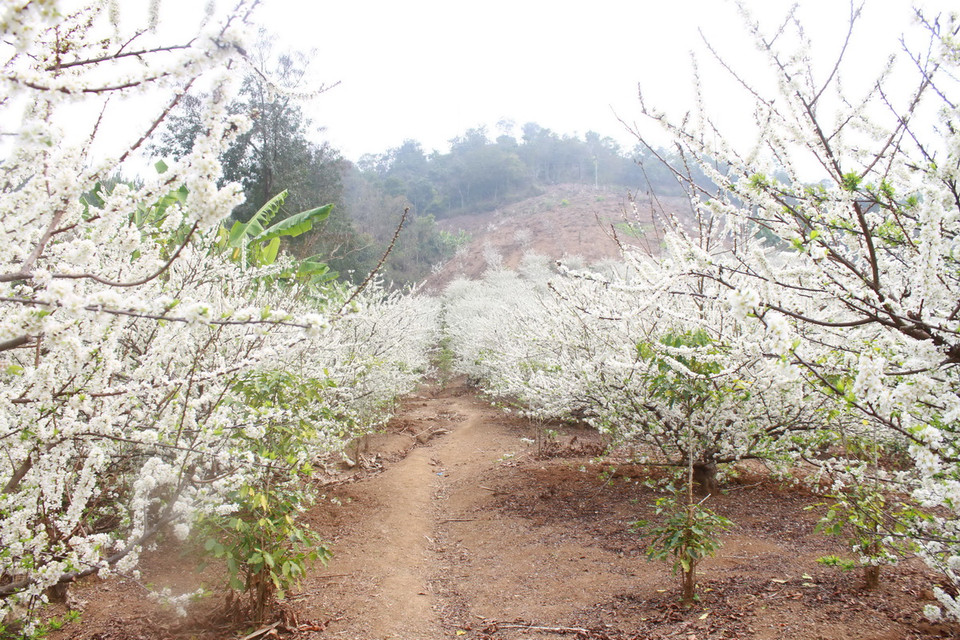 Đến Chiềng Đen vào dịp này, du khách sẽ được hòa mình và bị hút hồn bởi những con đường nở trắng hoa mận. (Ảnh: Hữu Quyết)