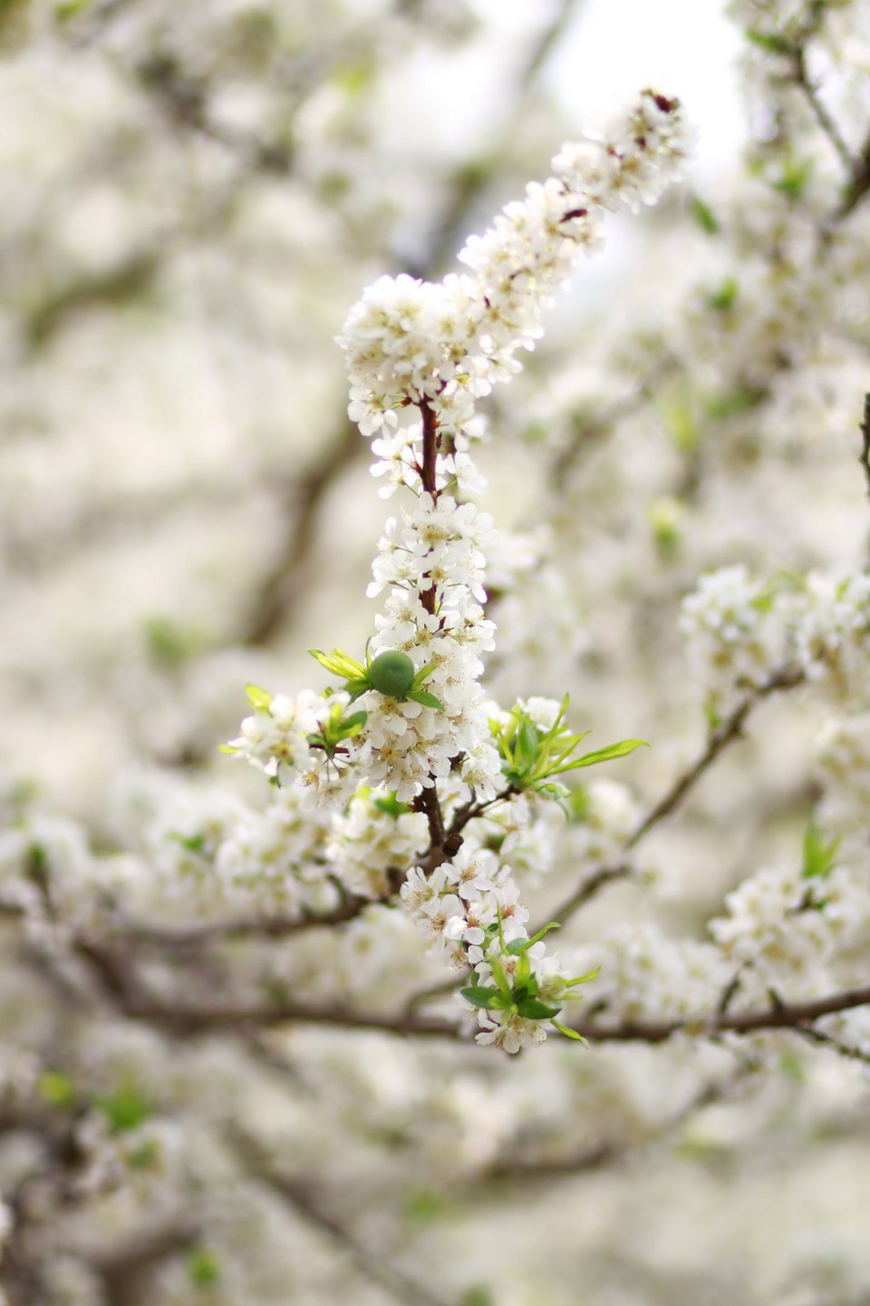 Hoa mận nở rất nhanh, chỉ rực rỡ trong khoảng 2-3 tuần rồi tàn đi. (Ảnh: Hữu Quyết)