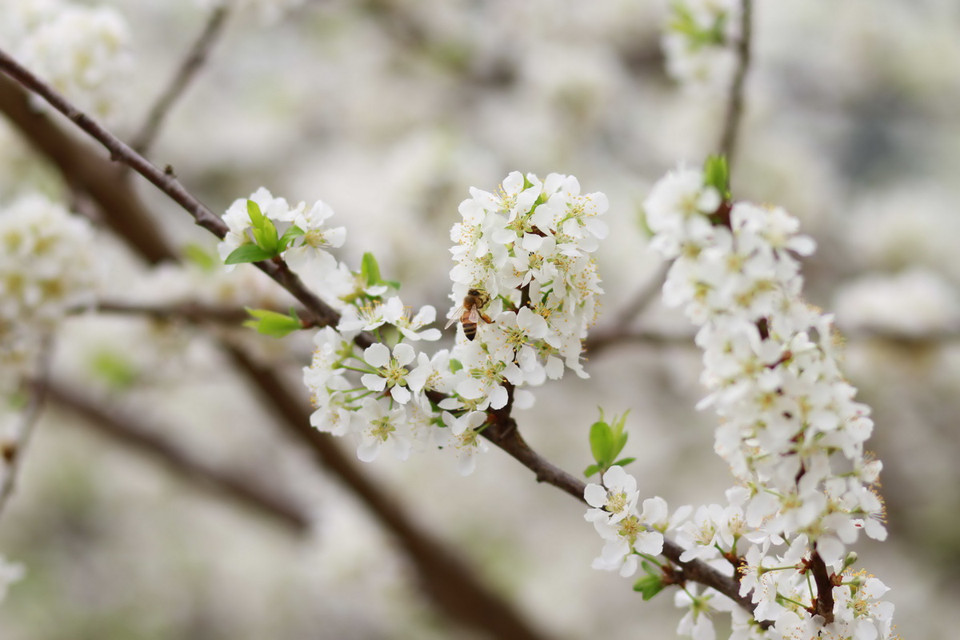 Hoa mận có vẻ đẹp giản dị, trắng tinh khôi và mê đắm lòng người. (Ảnh: Hữu Quyết)
