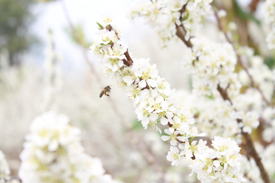 Hoa mận có vẻ đẹp giản dị, trắng tinh khôi và mê đắm lòng người. (Ảnh: Hữu Quyết)