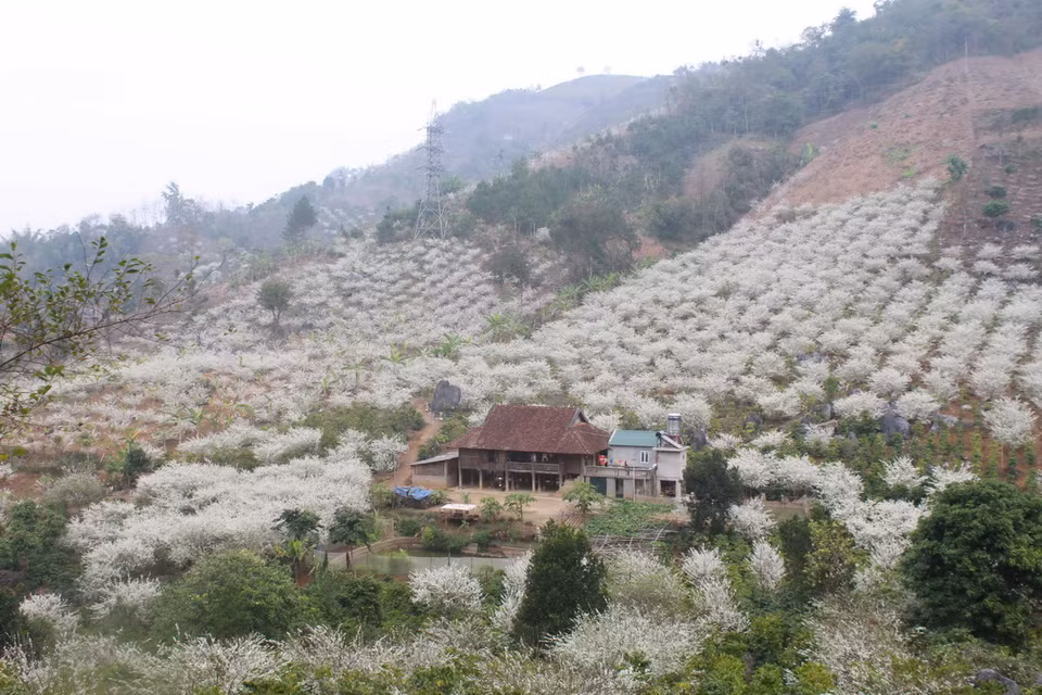 Những ngày giáp tết, hoa mận nở trắng núi. (Ảnh: Hữu Quyết)