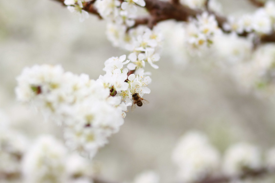 Hoa mận có vẻ đẹp giản dị, trắng tinh khôi và mê đắm lòng người. (Ảnh: Hữu Quyết)