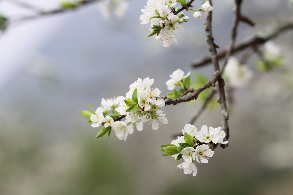 Hoa mận có vẻ đẹp giản dị, trắng tinh khôi và mê đắm lòng người. (Ảnh: Hữu Quyết)