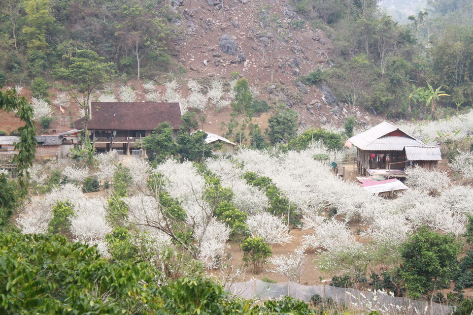 Ẩn hiện trong màu trắng của hoa mận là hình ảnh những mái nhà sàn dung dị và cuộc sống bình yên, đáng yêu của đồng bào dân tộc vùng cao. (Ảnh: Hữu Quyết)