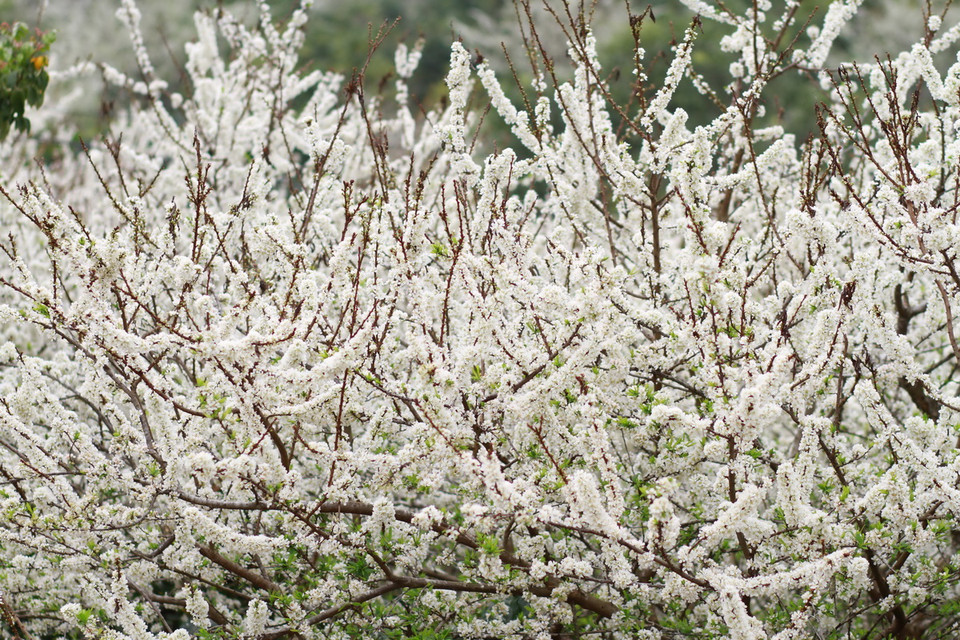 Mỗi mùa hoa mận nở, nơi đây tựa chốn thiên đường làm đắm say du khách lạc bước tới đây. (Ảnh: Hữu Quyết)