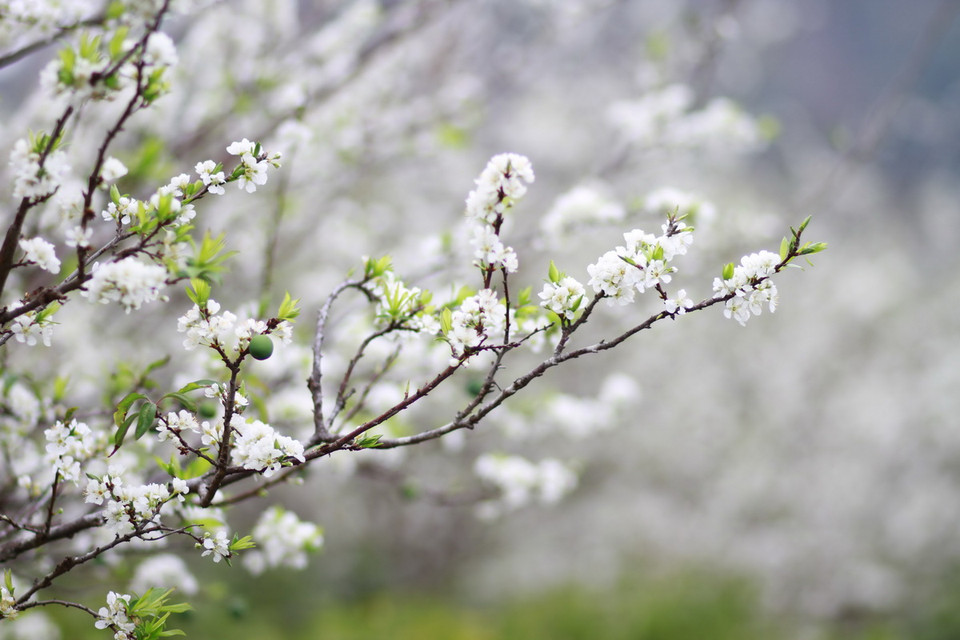 Hoa mận nở rất nhanh, chỉ rực rỡ trong khoảng 2-3 tuần rồi tàn đi. (Ảnh: Hữu Quyết)