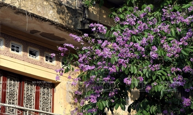 Hoa bằng lăng bên cạnh một ngôi nhà cổ. (Ảnh: Báo ảnh Việt Nam)