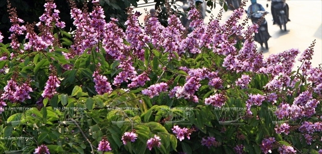Sắc tím nổi bật của hoa bằng lăng. (Ảnh: Báo ảnh Việt Nam)
