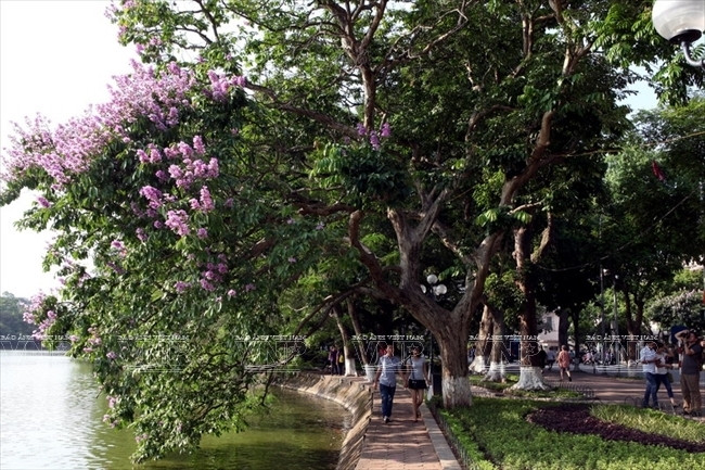 Một cây hoa bằng lăng nở rộ bên Hồ Gươm. (Ảnh: Báo ảnh Việt Nam)