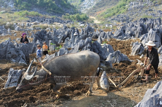 Đông bào dân tộc Mông sống trên vùng cao nguyên đá khu vực Sín Chải dùng trâu cày trên những khoảng đất nhỏ, giữa các khe đá tai mèo để canh tác. (Nguồn: Báo ảnh Việt Nam)