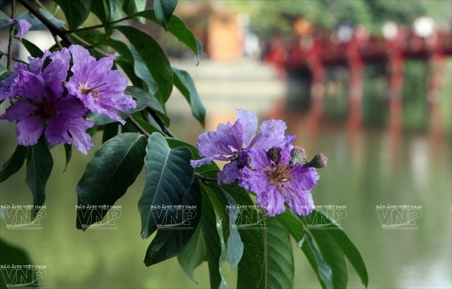 Hoa bằng lăng nở rộ bên Hồ Gươm. (Ảnh: Báo ảnh Việt Nam)
