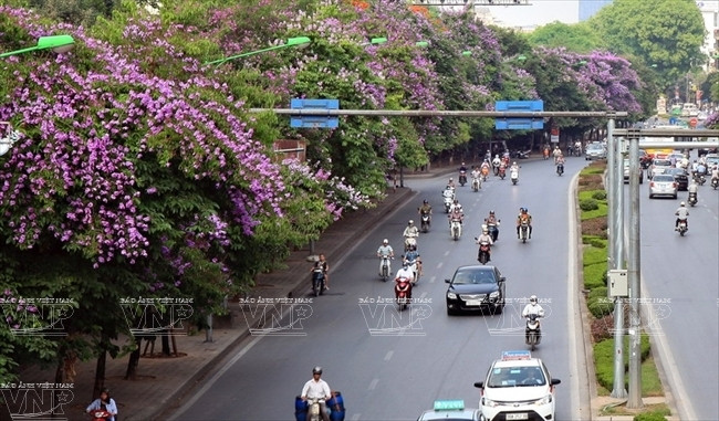 Hoa bằng lăng dọc phố Kim Mã. (Ảnh: Báo ảnh Việt Nam)