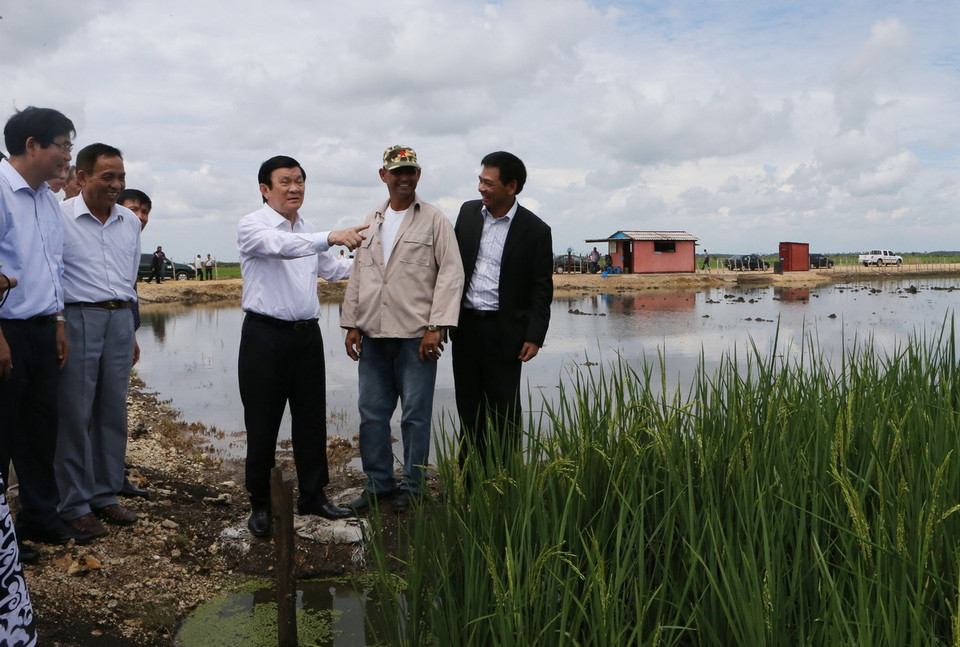 Chủ tịch nước Trương Tấn Sang đến thăm Dự án sản xuất lúa gạo Calimete ở tỉnh Matanzas. (Ảnh: Nguyễn Khang/TTXVN) 