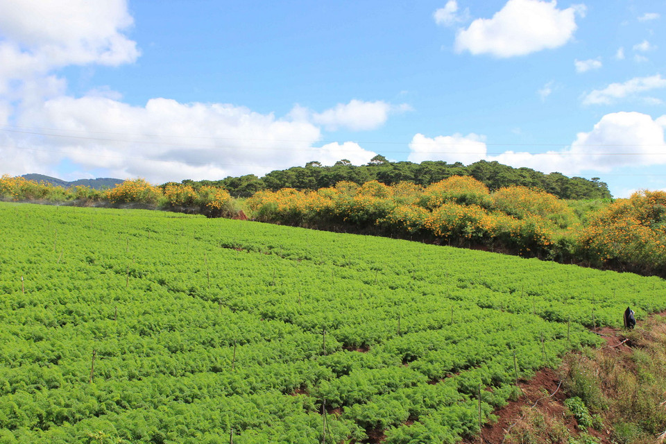 (Ảnh: Phạm Kha/TTXVN)