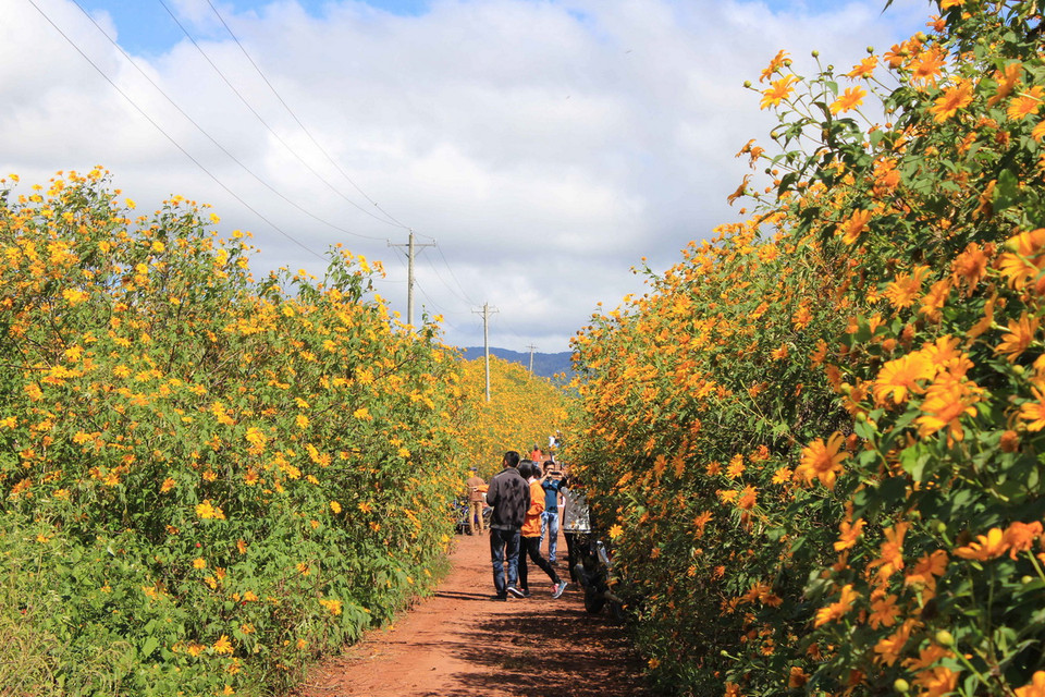 Một con đường đầy hoa dã quỳ. (Ảnh: Phạm Kha/TTXVN)