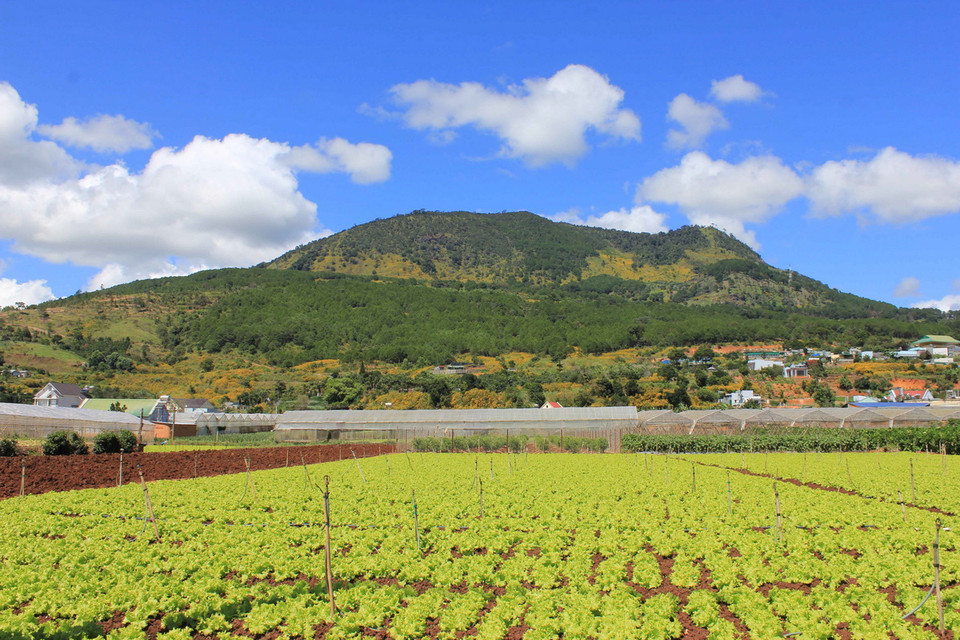 Hoa dã quỳ nở trên các sườn đồi. (Ảnh: Phạm Kha/TTXVN)