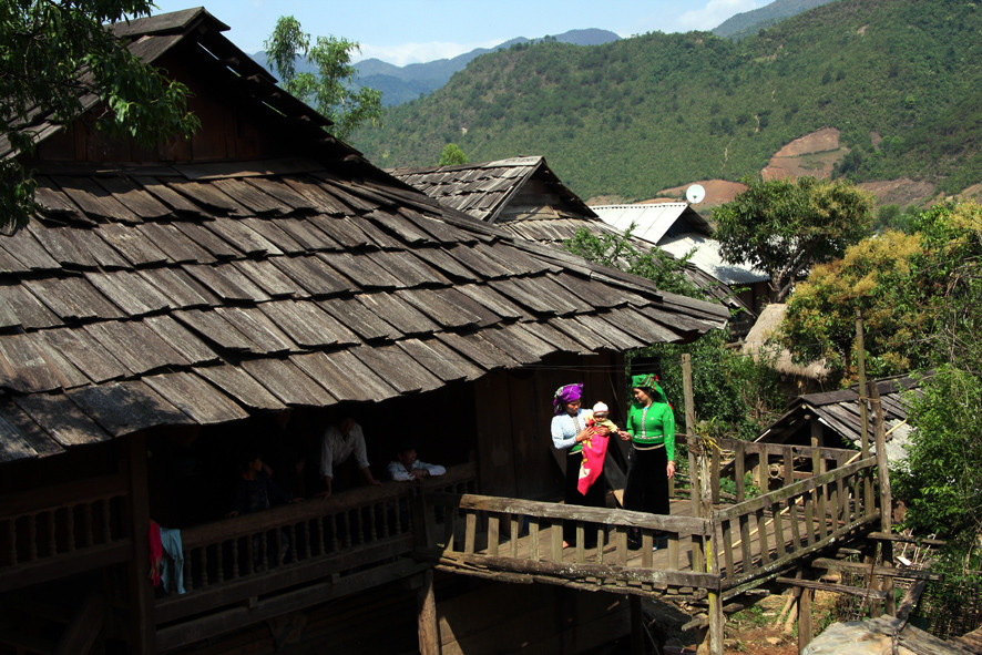 Pơmu là loại gỗ quý, thuộc ngành thông, họ hoàng đàn mọc tự nhiên và có nhiều trên địa bàn. (Ảnh: Điêu Chính Tới/TTXVN)